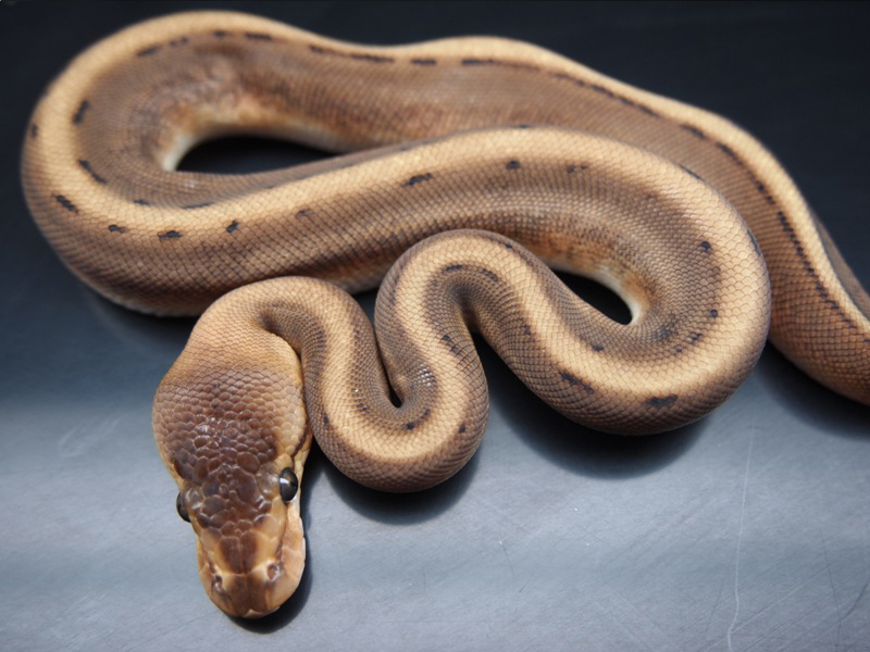 Genetic Stripe Pinstripe