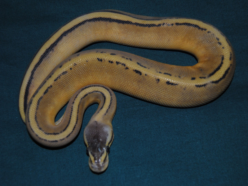 Genetic Stripe Ruppel Pastel