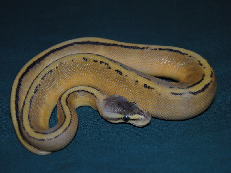 Genetic Stripe Ruppel Pastel