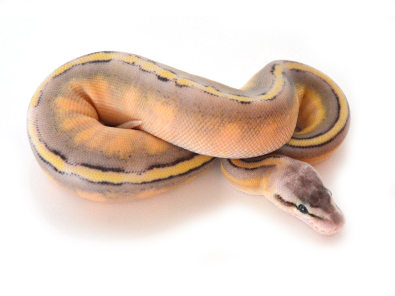 Genetic Stripe Super Pastel