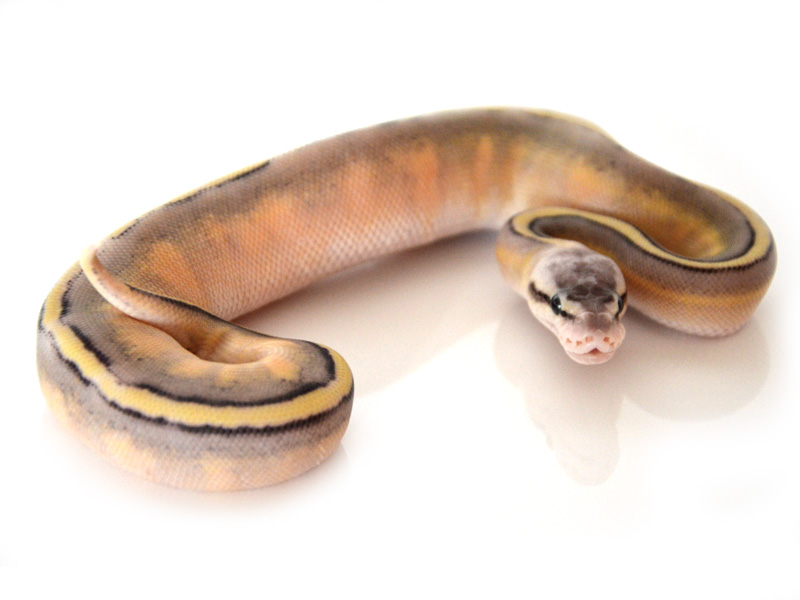 Genetic Stripe Super Pastel