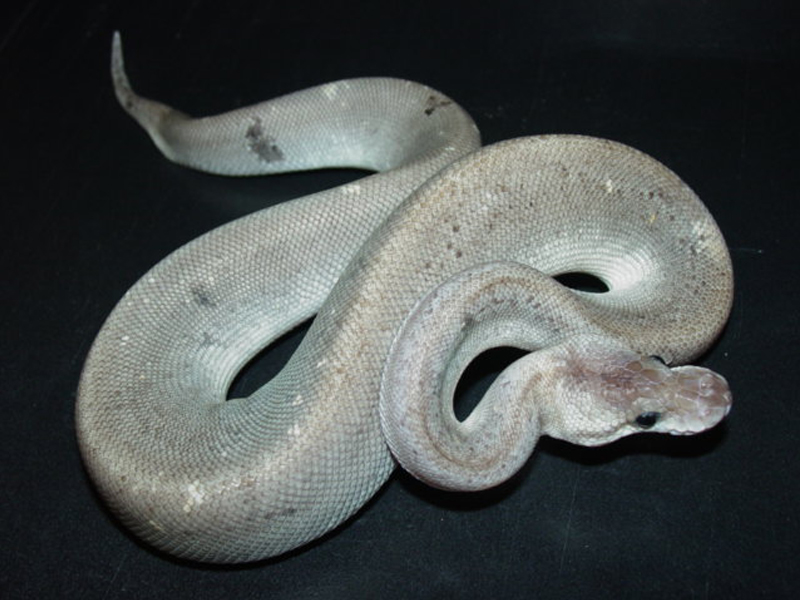 Genetic Stripe Super Pewter