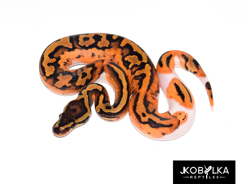 GeneX Piebald