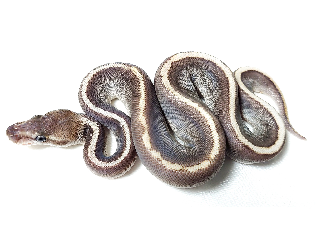 Ghi Ball Granite (Dom) Hidden Gene Woma Mojave