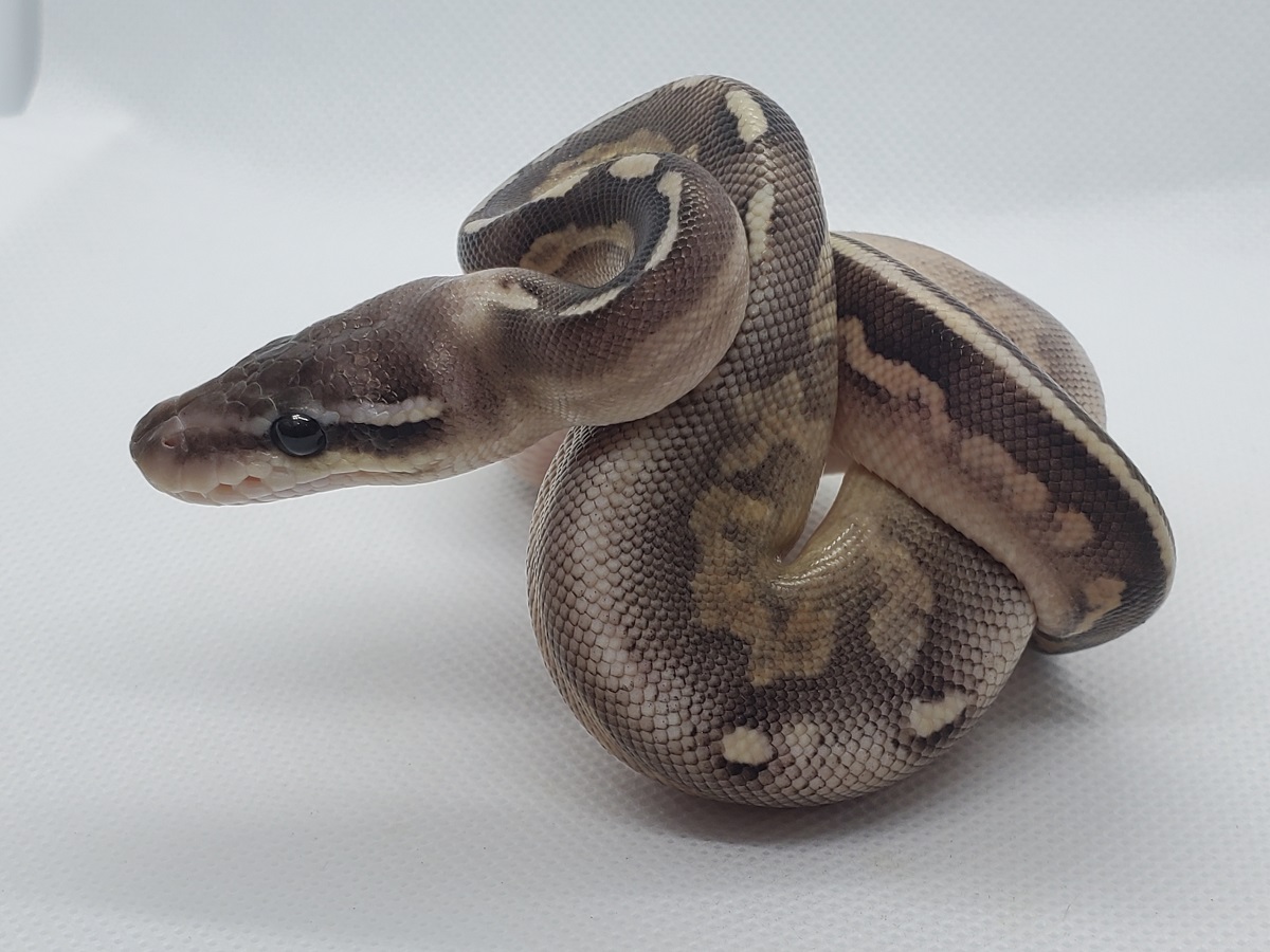 Ghi Ball Het Red Axanthic Mojave Orange Ghost Pastel