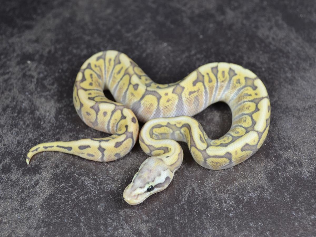 Ghi Ghost Mojave Pastel Spider