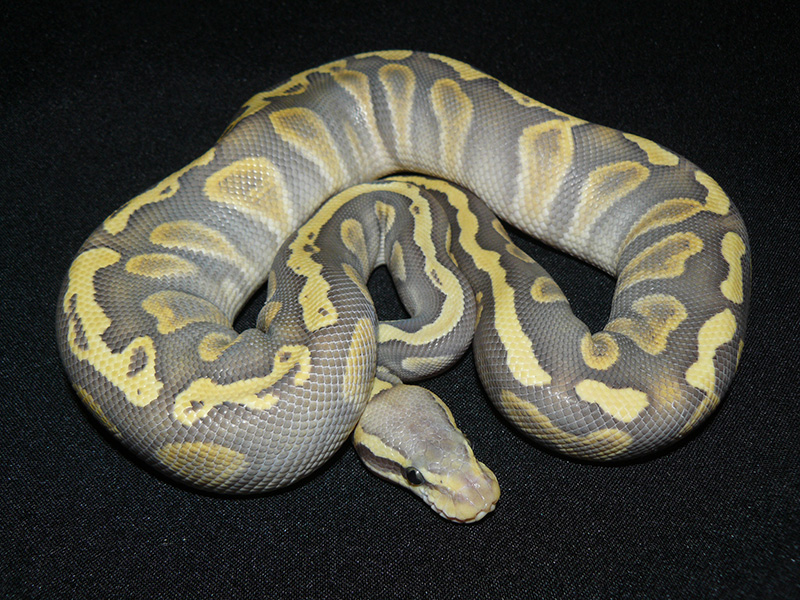 Ghi Ghost Mojave Pastel