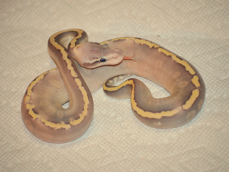 Ghi Ghost Mojave Super Pastel