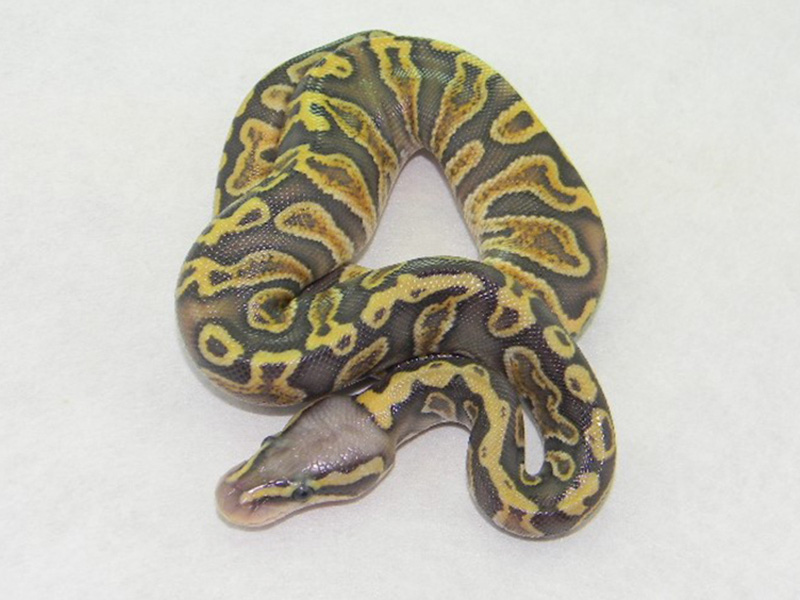 Ghi Ghost Pastel Vanilla