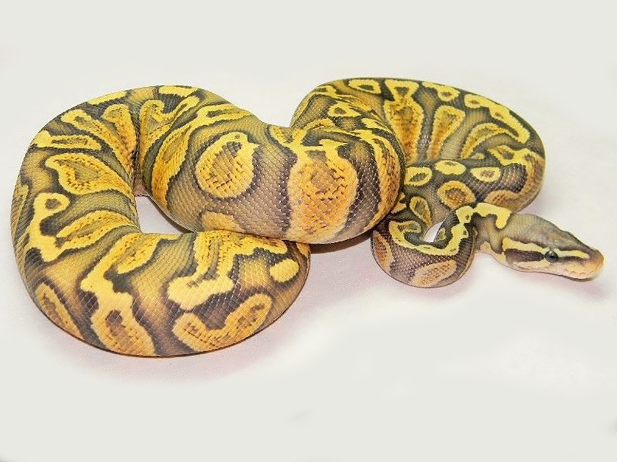 Ghi Ghost Pastel Vanilla