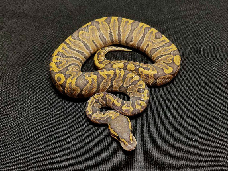 Ghi Ghost Pastel