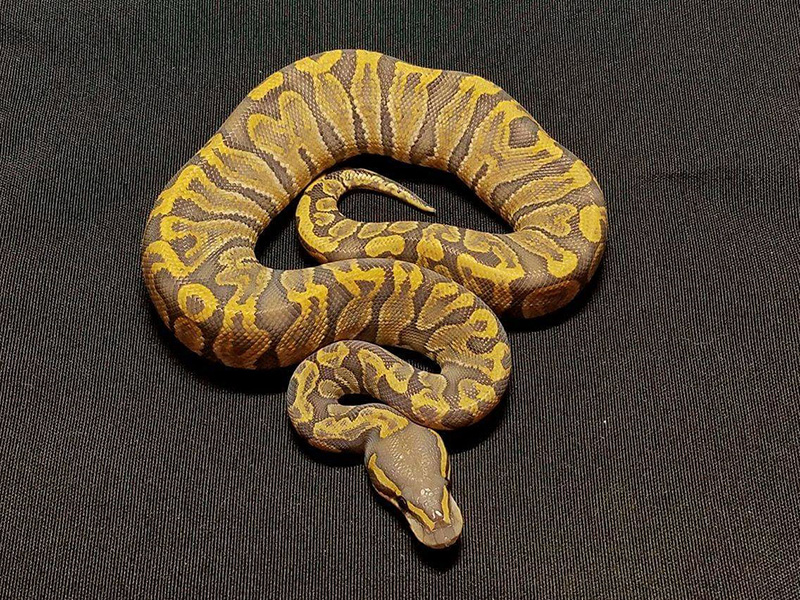 Ghi Ghost Pastel