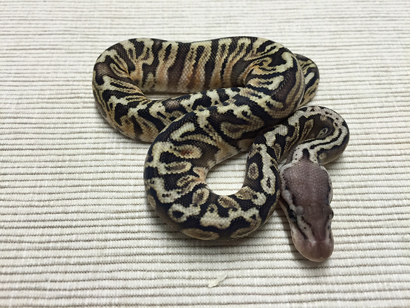 Ghi Granite Hidden Gene Woma Lemon Pastel Yellow Belly