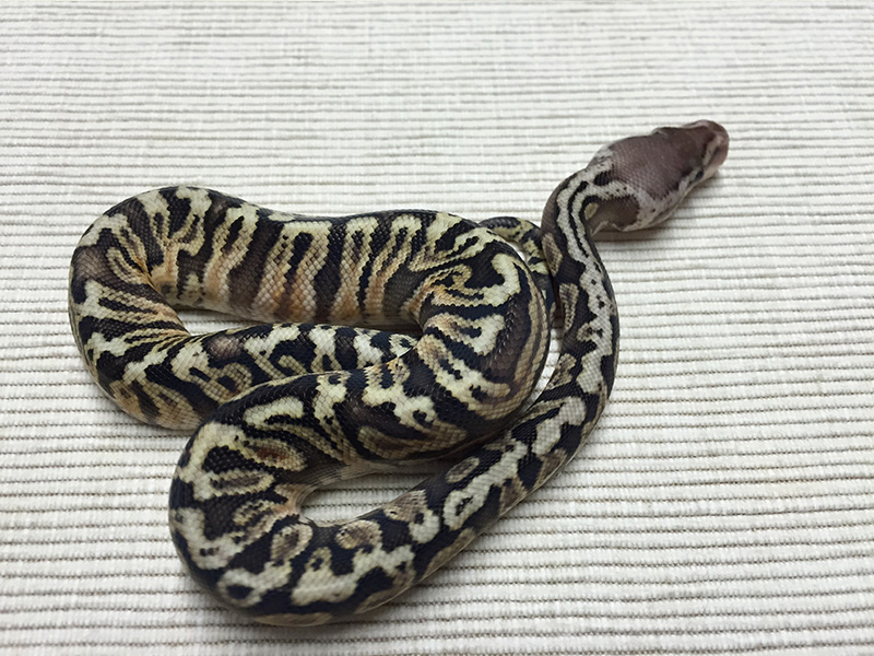 Ghi Granite Hidden Gene Woma Lemon Pastel Yellow Belly