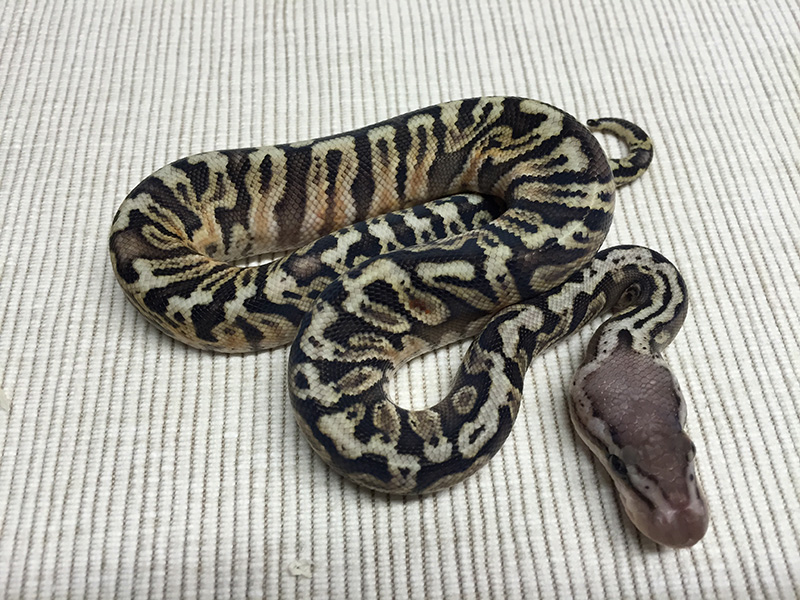 Ghi Granite Hidden Gene Woma Lemon Pastel Yellow Belly