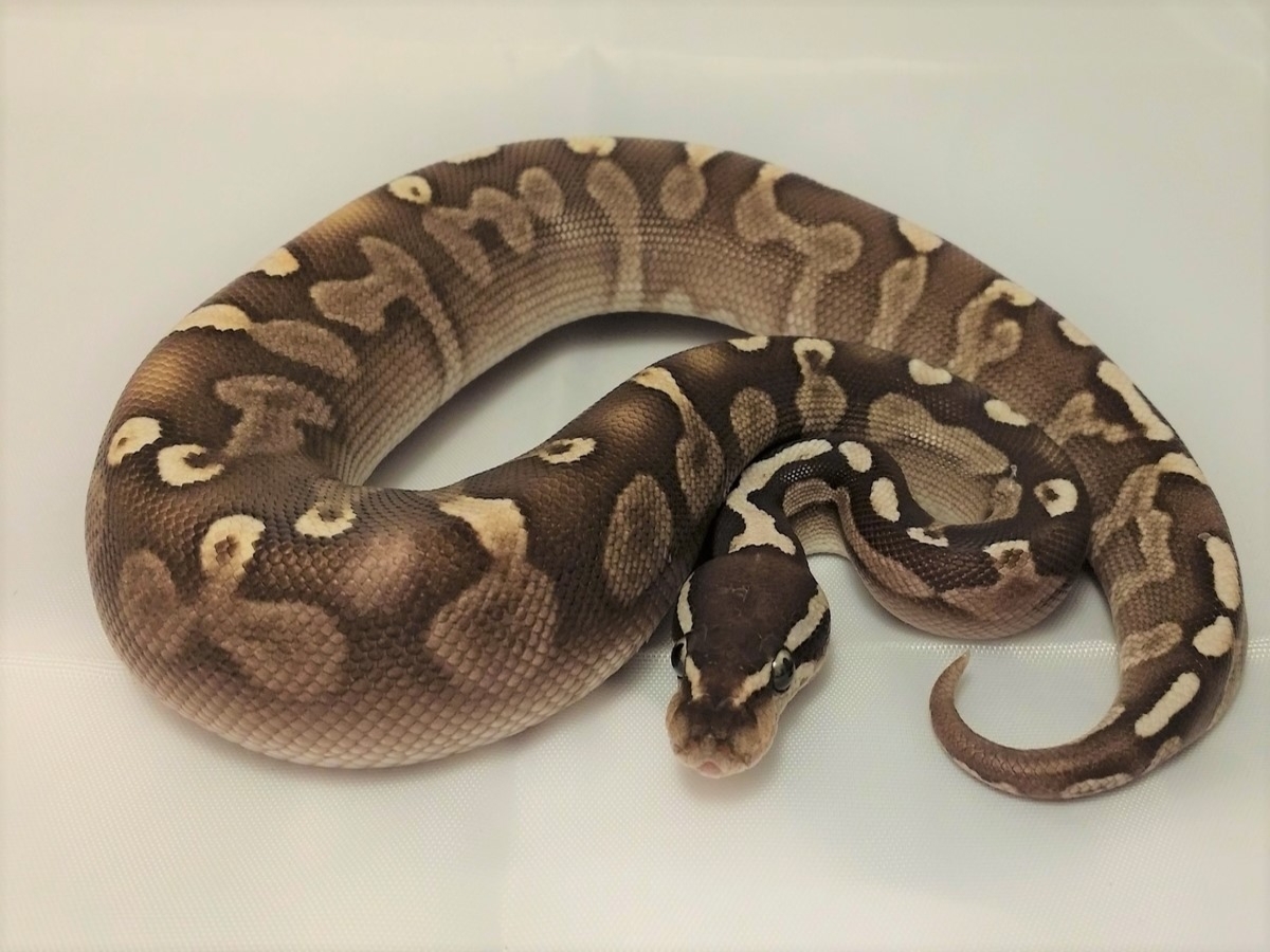 Ghi Het Red Axanthic Lesser