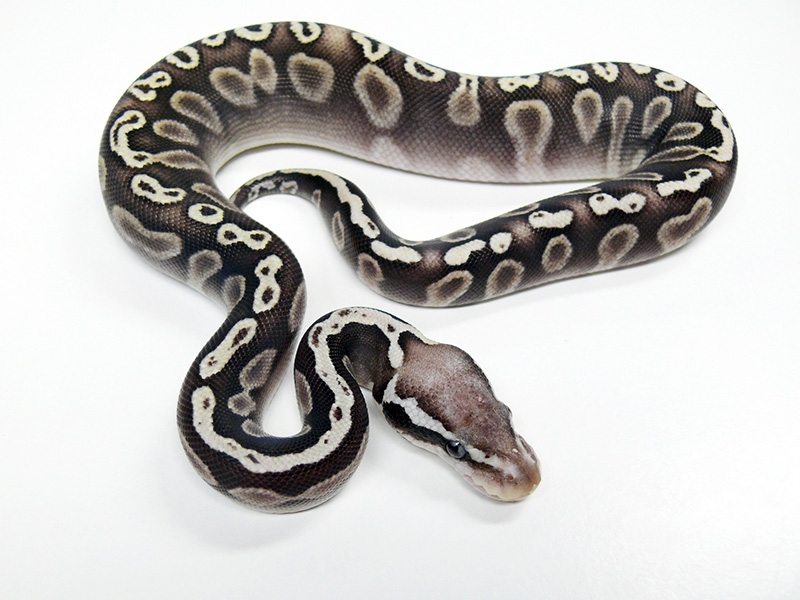 Ghi Het Red Axanthic Mojave Pastel