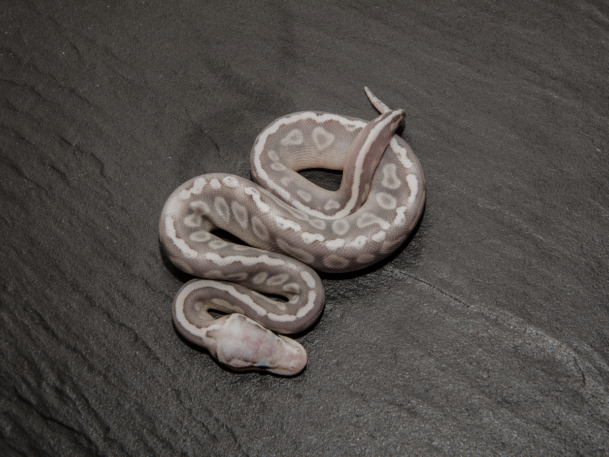 Ghi Het Red Axanthic Mojave Super Pastel