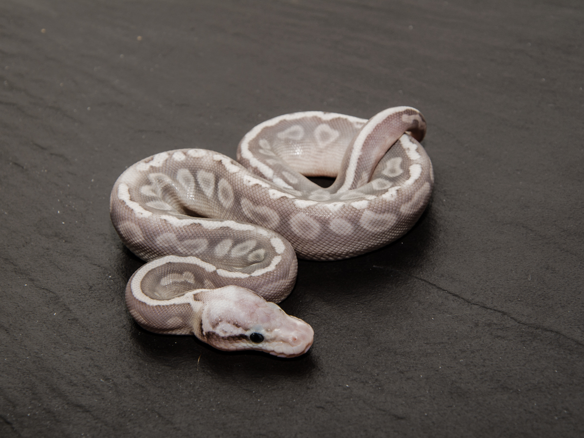 Ghi Het Red Axanthic Mojave Super Pastel