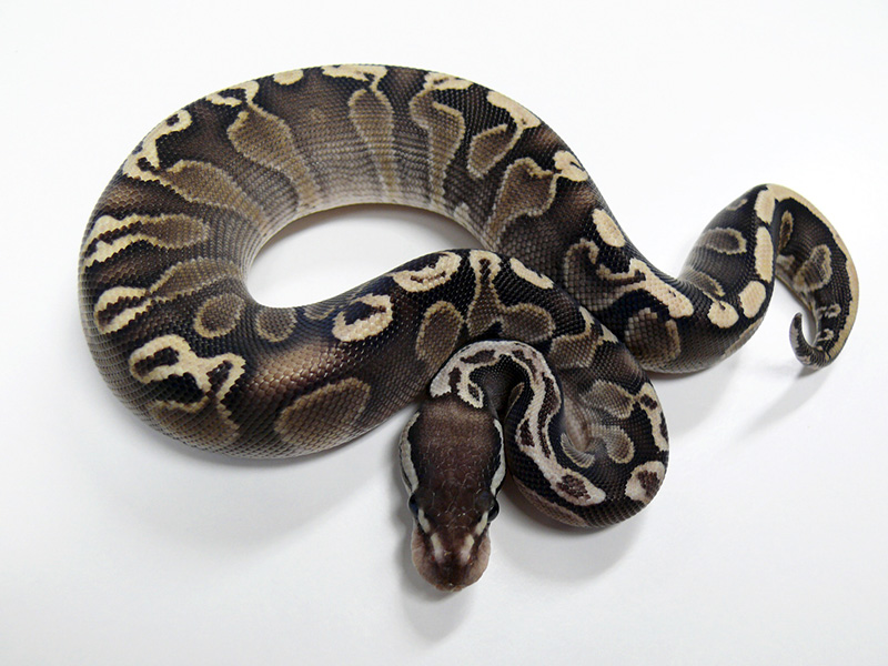 Ghi Het Red Axanthic Mojave