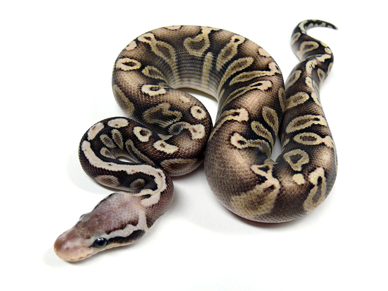 Ghi Het Red Axanthic Mystic Pastel