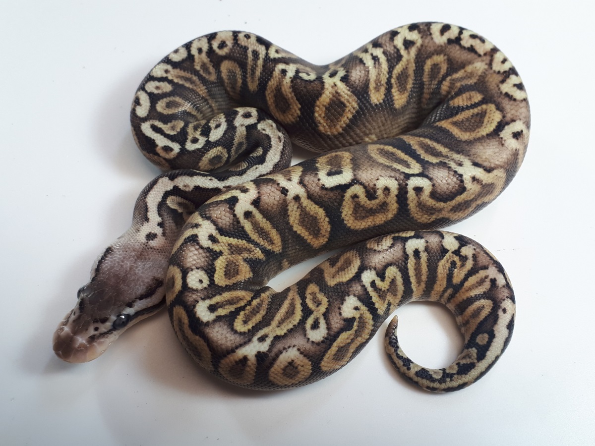 Ghi Het Red Axanthic Pastel Yellow Belly