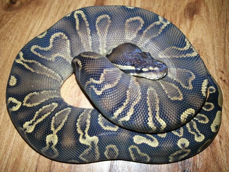Ghi Het Red Axanthic Yellow Belly