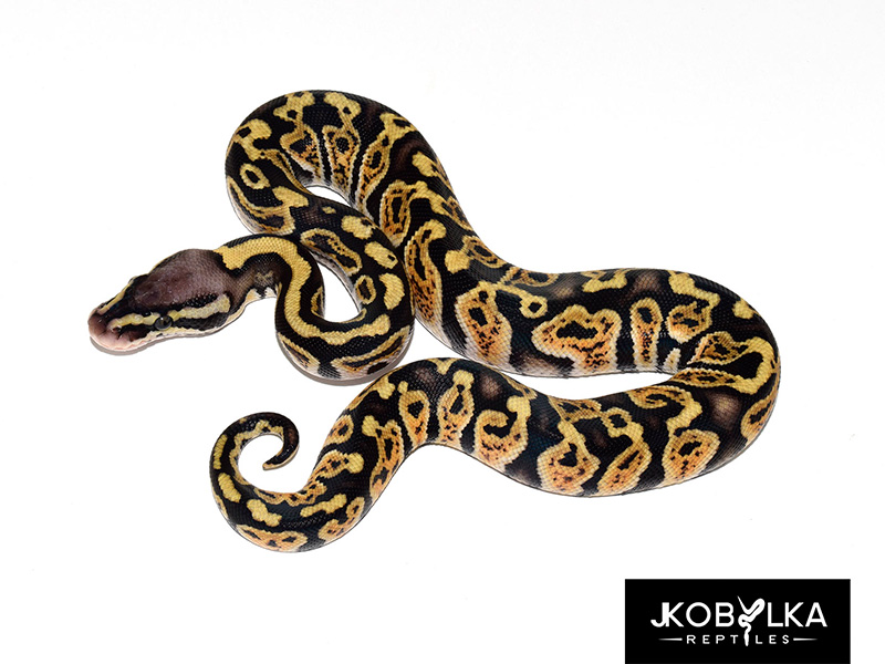 Ghi Jungle Woma Pastel