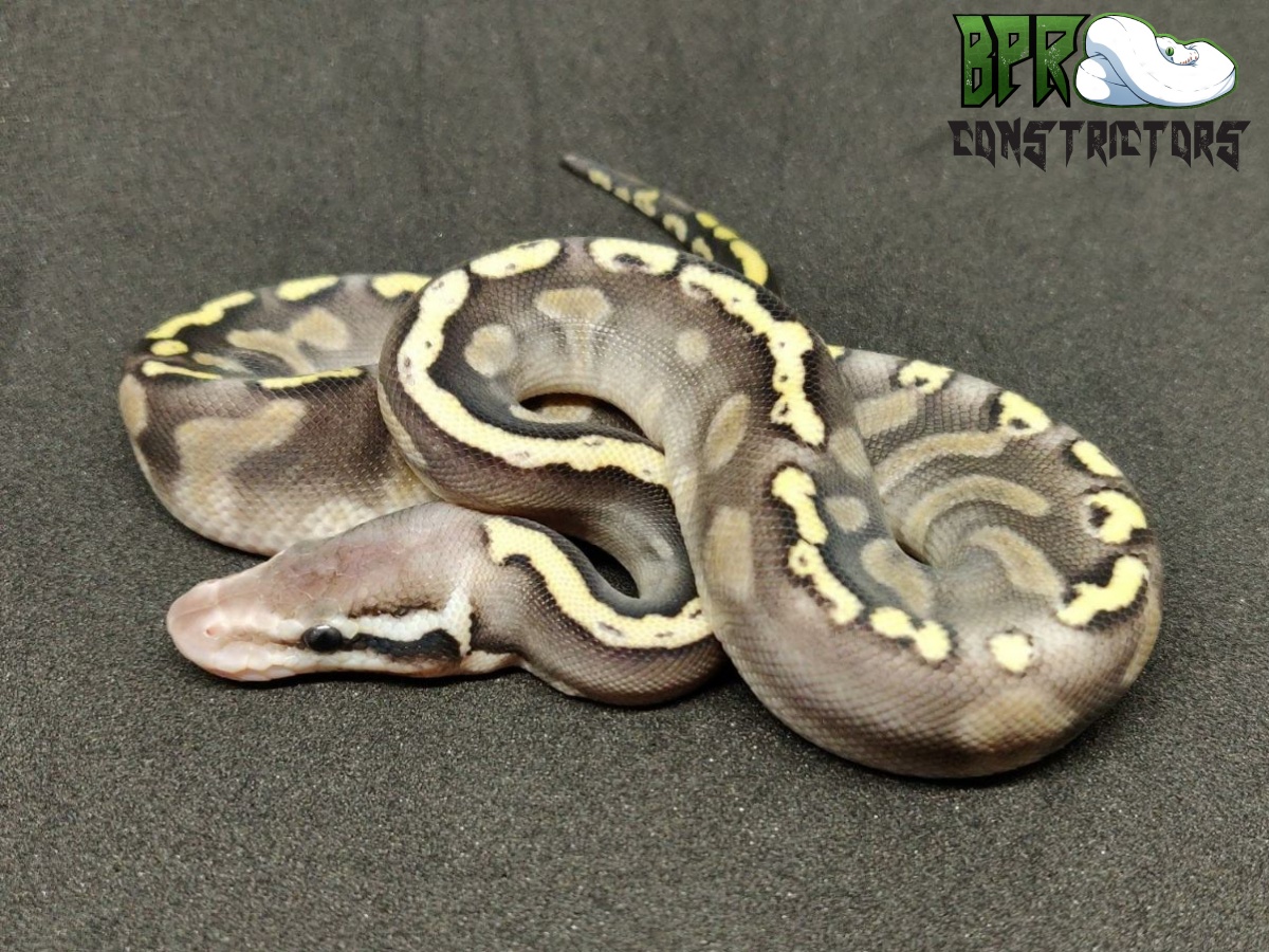 Ghi Lemon Pastel Mystic