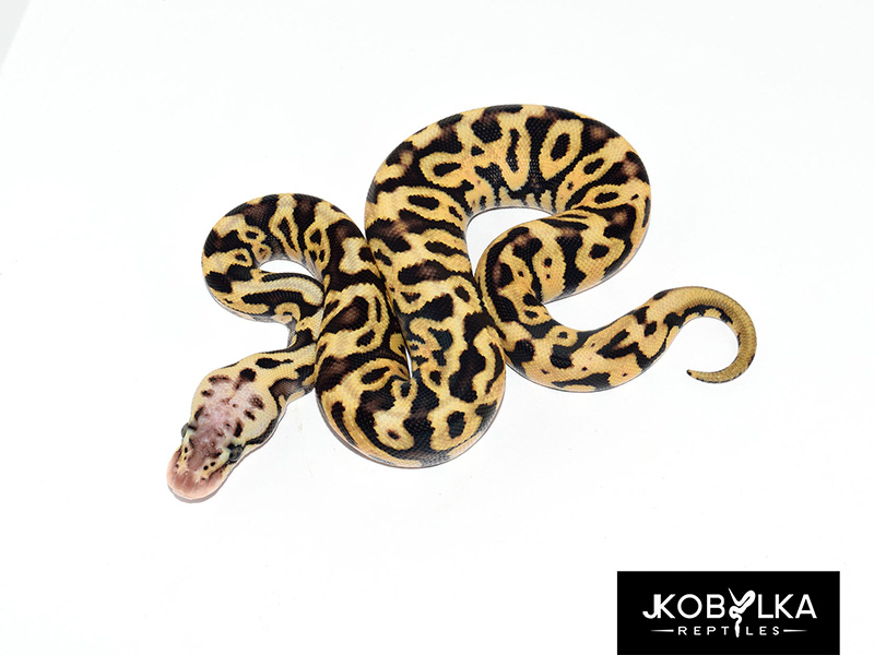 Ghi Leopard Pastel Spotnose