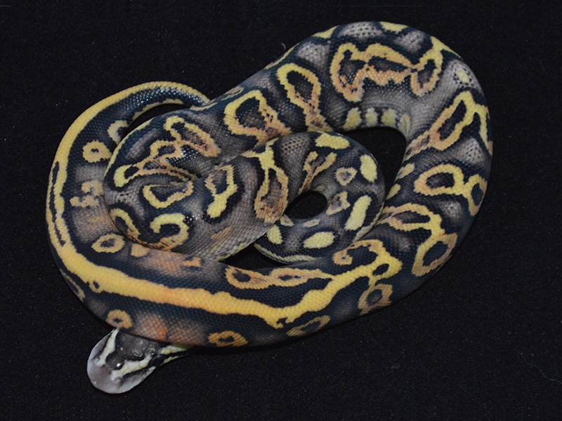 Ghi Leopard Pastel Yellow Belly