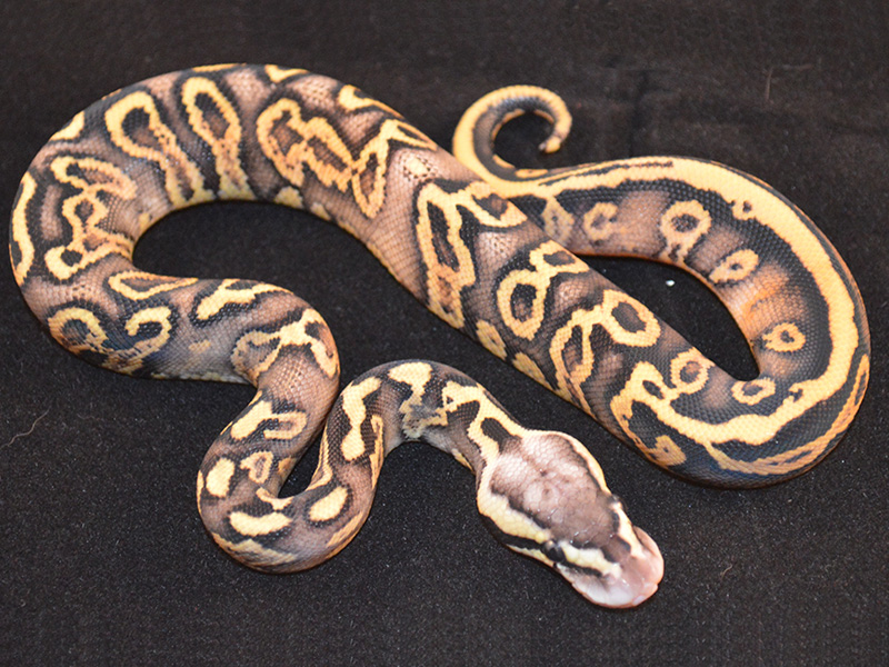 Ghi Leopard Pastel Yellow Belly