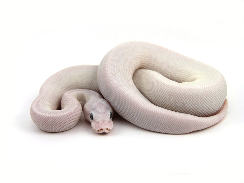 Ghi Lesser Mojave