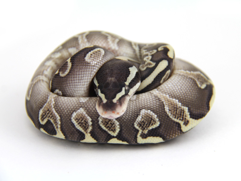 Ghi Lesser Yellow Belly