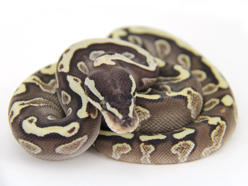 Ghi Lesser Yellow Belly