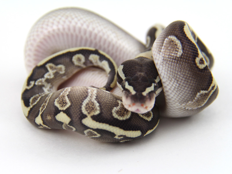 Ghi Lesser Yellow Belly