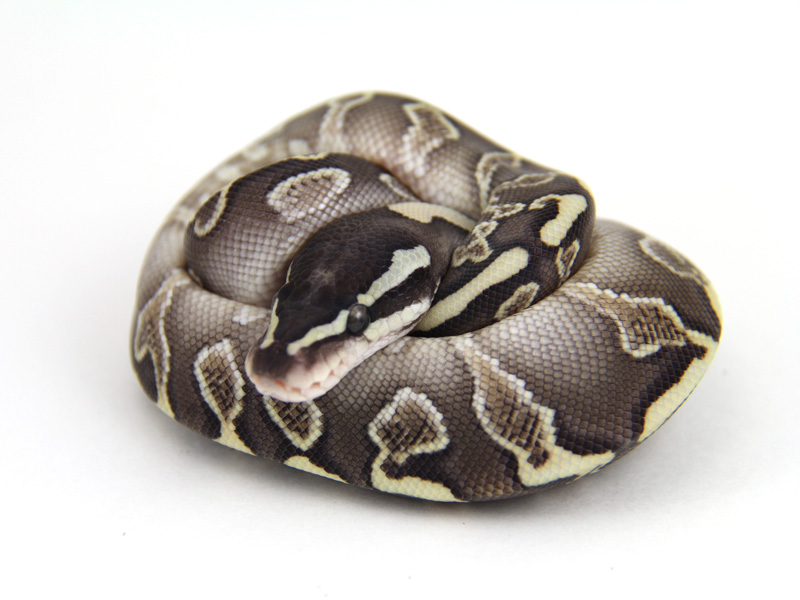 Ghi Lesser Yellow Belly