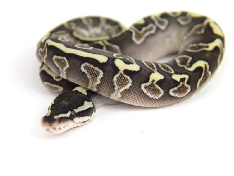 Ghi Lesser Yellow Belly