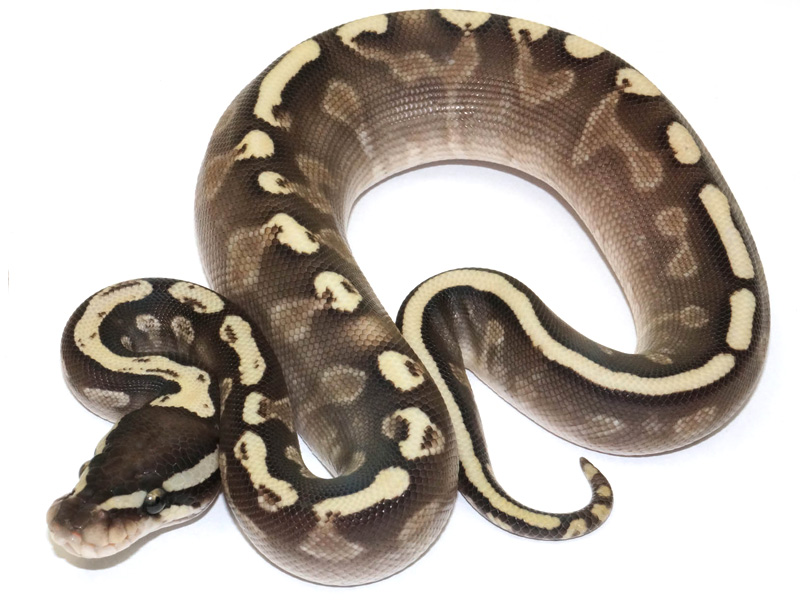 Ghi Lesser Yellow Belly