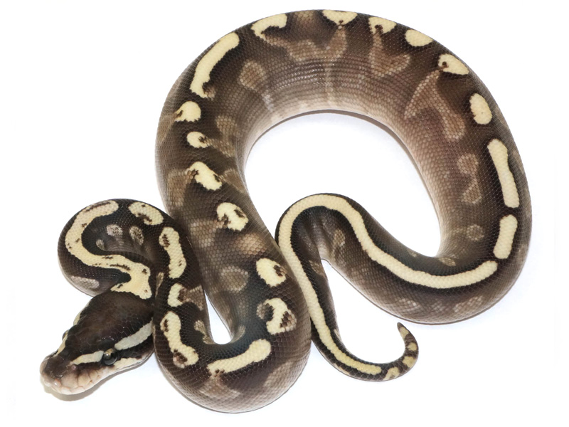 Ghi Lesser Yellow Belly