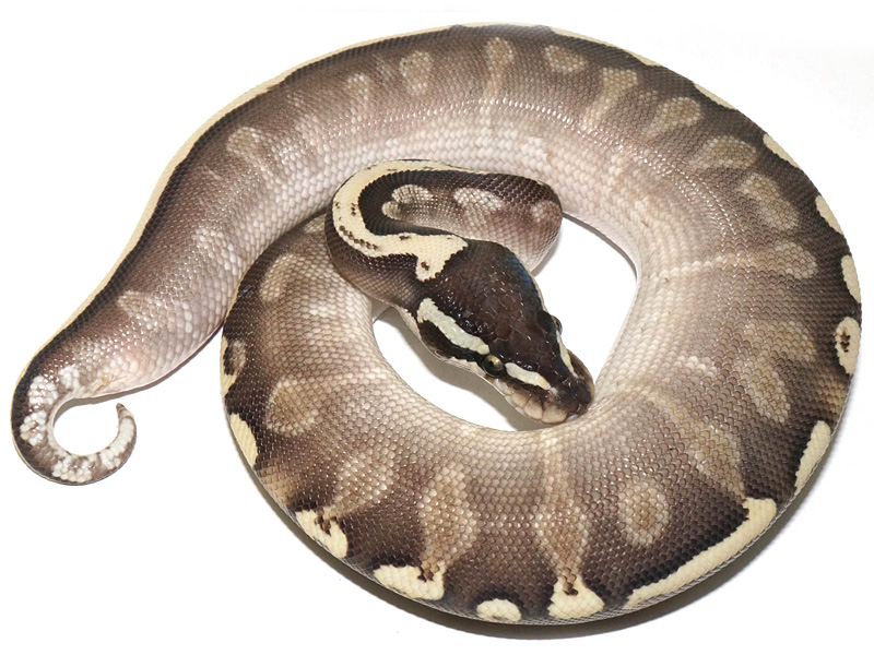 Ghi Lesser Yellow Belly