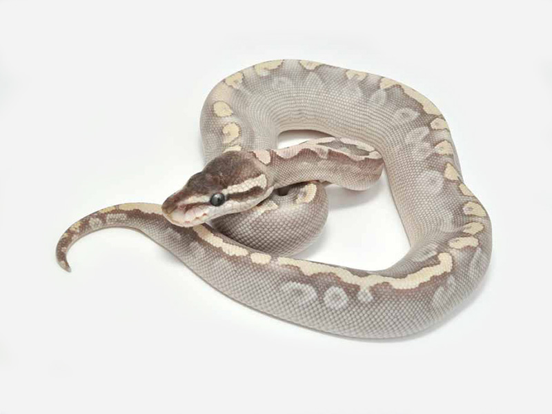 Ghi Mojave Pastel Special