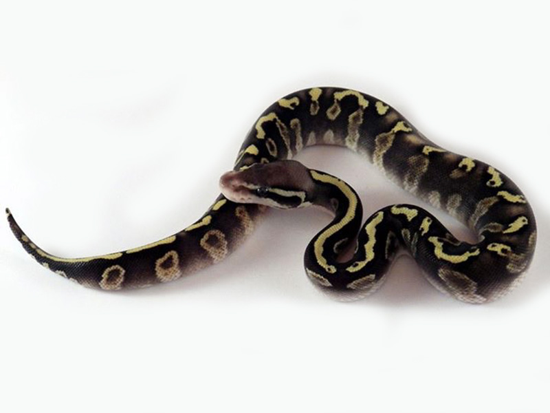 Ghi Mojave Pastel Yellow Belly