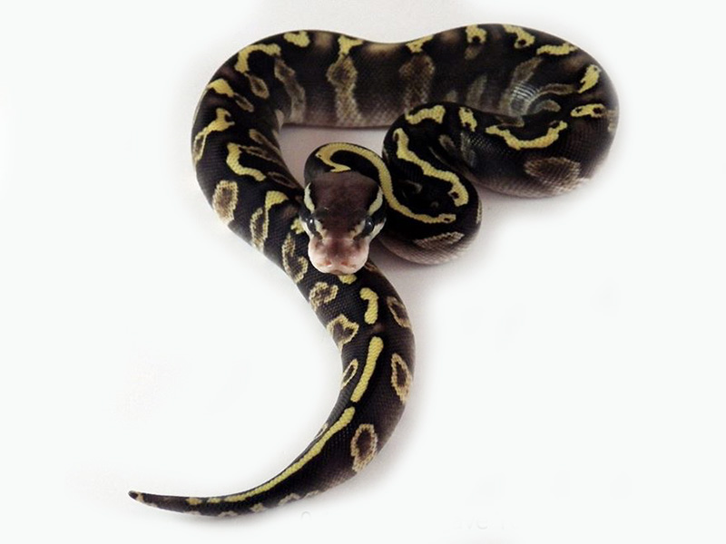 Ghi Mojave Pastel Yellow Belly