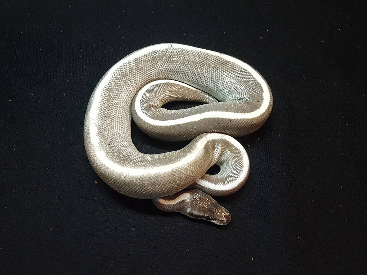 Ghi Mojave Phantom