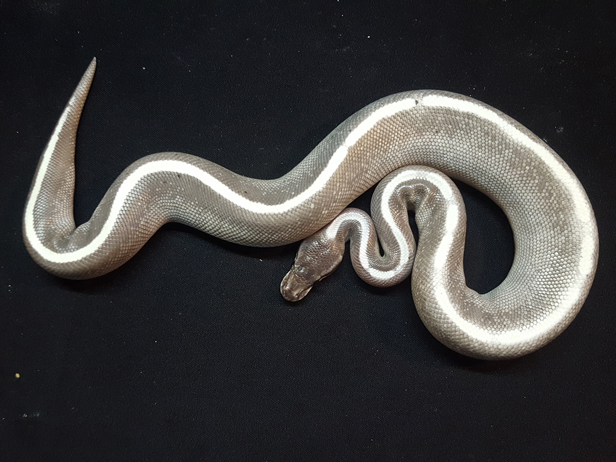 Ghi Mojave Phantom