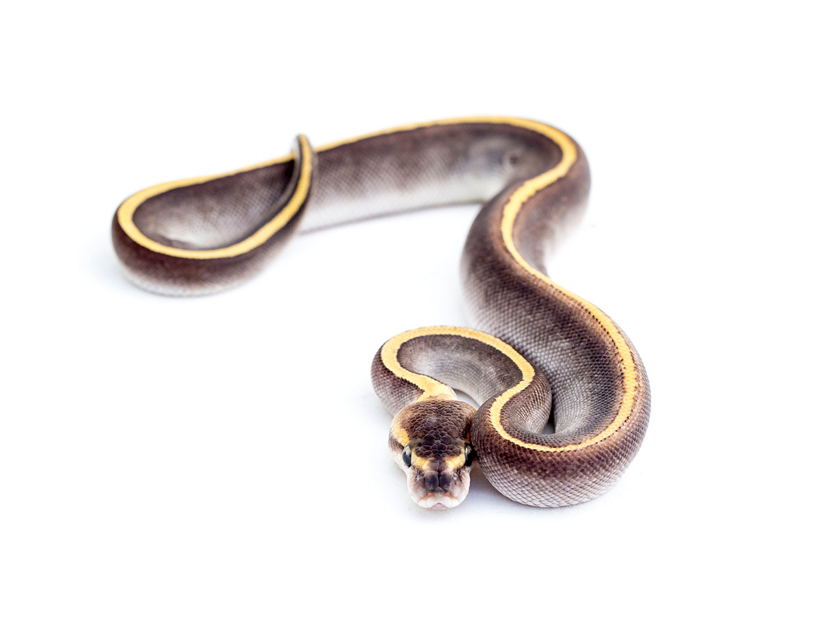 Ghi Mojave Pinstripe Yellow Belly