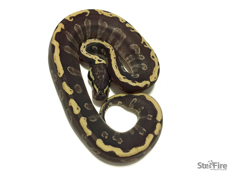 Ghi Mojave Vanilla