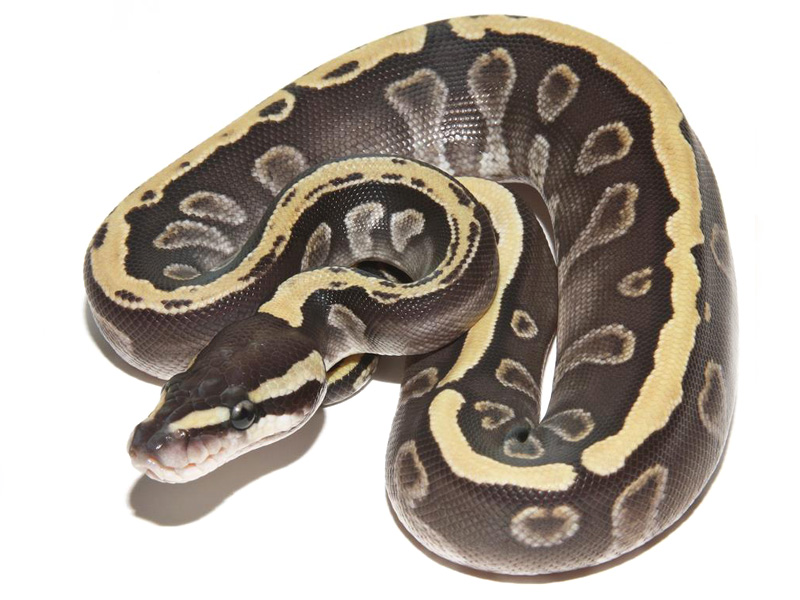 Ghi Mojave