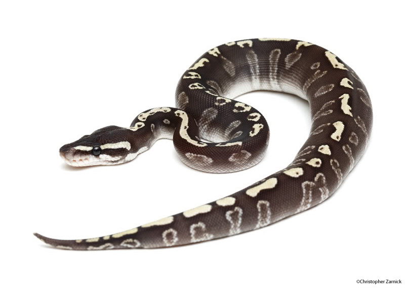 Ghi Mojave